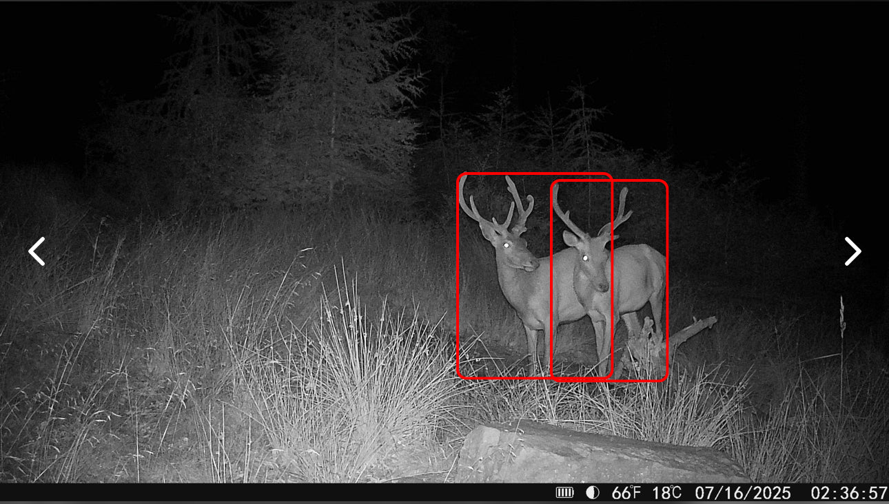 Wildkamera-Aufnahme mit KI-Objekterkennung &mdash; zwei Rothirsche markiert